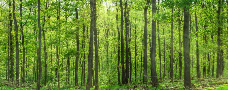 Fototapeta Beautiful deciduous forest in fresh green broadleafs. Sunlight beams breaking through the treetop. 