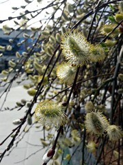 Fototapeta premium Tree spring sprouts