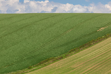 Obraz premium Green Fields in Springtime