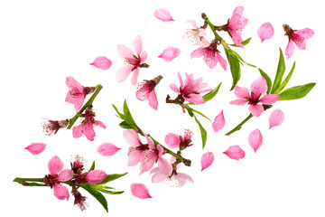 Cherry blossom, sakura flowers isolated on white background with copy space for your text. Top view. Flat lay pattern