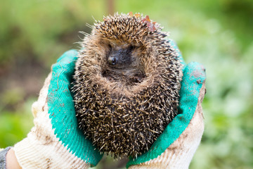 hedgehog in the hands