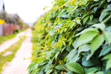 Wild grapes leaves on the wooden fence