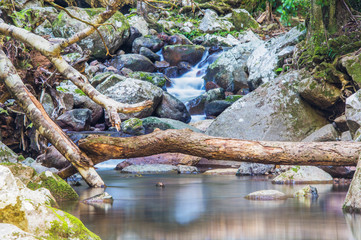 Close up of a log in a rainforest against water cascades.