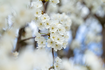 Blossom tree over nature background