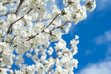 Beautiful cherry blossom sakura in spring time over sky