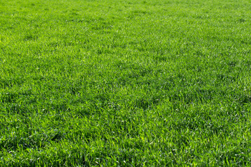 Green grass texture from a field