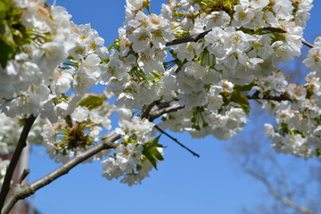 cherry blossom