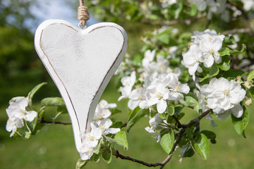 weißes Holzherz zwischen weißen Apfelbaumblüten