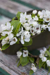 apple blossom in the cap