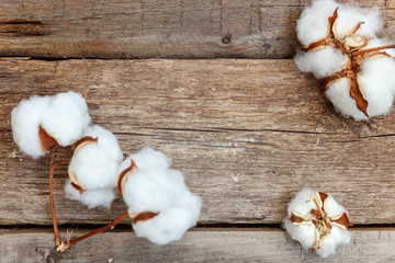 Beautiful white cotton flowers on rustic old vintage wooden flat lay background. Fabric cloth softness natural organic farm allergy concept