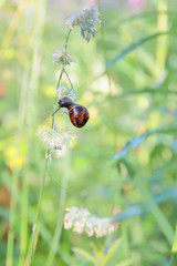 snail on a blade of grass