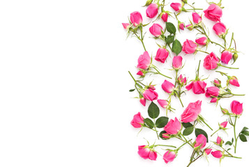 Small pink roses on a white background