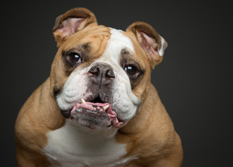 Obraz premium Head shot portrait of an English Bulldog looking at the camera with it's head tilted
