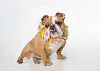 English Bulldog sitting on white background with a flower lei looking to the left