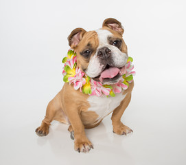 Obraz premium English Bulldog sitting on white background with a flower lei looking at the camera wide shot