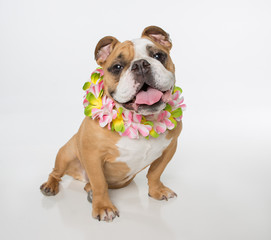 English Bulldog sitting on white background with a flower lei looking at the camera