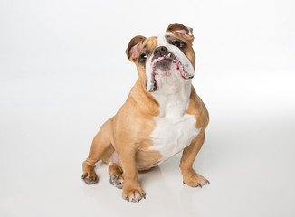 English Bulldog sitting on white background looking up and to the left