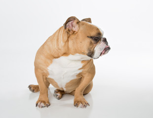 English Bulldog sitting on white background looking down and to the right