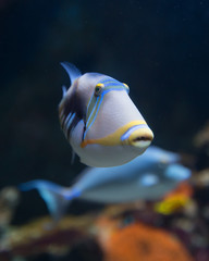Pesce dei caraibi