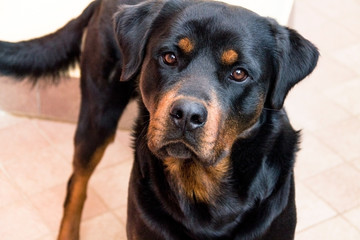 Very pitiful dog eyes, black labrador, dog looking straight