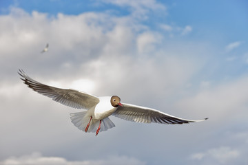 Black-headed seagull close - up on sky background