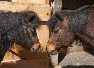 Two Mini Horses Nose to Nose