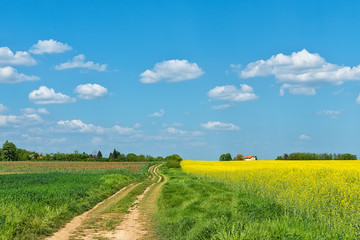 Fototapeta na wymiar field with rapeseed and old earthy road