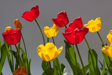 Set of red and yellow tulips. flowers isolated