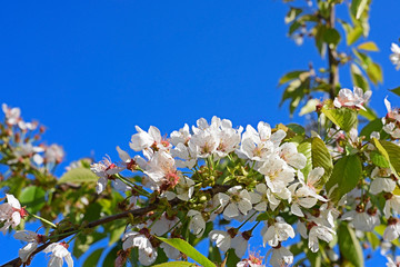 branch of pink sakura flower and clearly blue sky