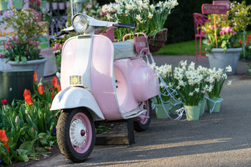Pink scooter in a flower garden with tulips and narcissus carrying sign with a proposal of marriage © Leoniek