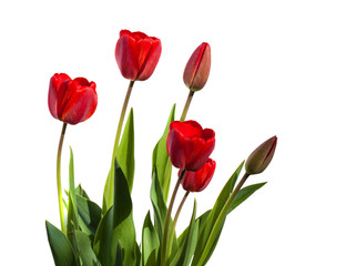 Fototapeta premium beautiful red tulips. Floral background.