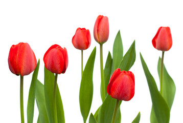 Naklejka premium Set of red tulips. flowers isolated on the white background