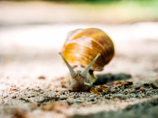 Front view of big snail wearing his house - low angle view 