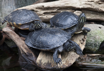 Fototapeta premium Turtles