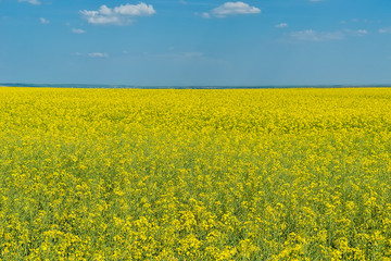 Obraz premium Oilseed rape field 