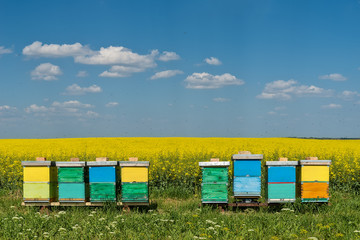 hives with bees in the field with oilseed rape