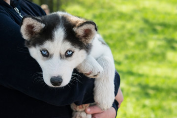Cute puppy Siberian husky black and white with blue eyes on the hands of the owner. Blue-eyed sad siberian husky puppy outdoors on green background