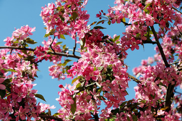 Close-up of pink blossoming branches of the paradise apple tree on spring