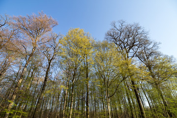 Ergrünte Hainbuchen (Carpinus betulus) im Schönbuch im Frühjahr