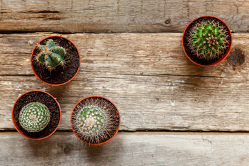 Obraz na płótnie Canvas Different cactus on wooden background, ornamental plant on wood flat lay top view. Still Life Natural Three Cactus Plants on Vintage Wood Background Texture