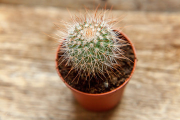 Different cactus on wooden background, ornamental plant on wood flat lay top view. Still Life Natural Three Cactus Plants on Vintage Wood Background Texture