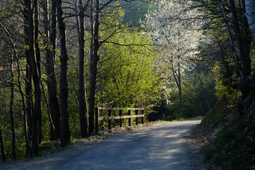 roads in the spring woods
