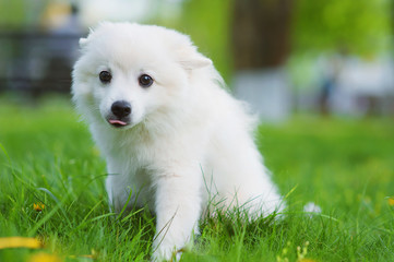 Spitz for a walk in the Park in Sunny weather