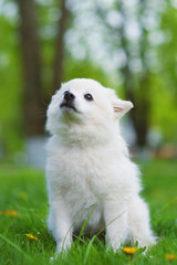Fototapeta premium Spitz for a walk in the Park in Sunny weather