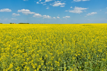 Oilseed rape field 