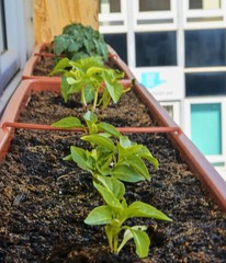Planting and growing of dwarf peppers and dwarf tomatoes. Dwarf peppers and micro dwarf tomatoes in window box on windowsill. Garden and urban concept