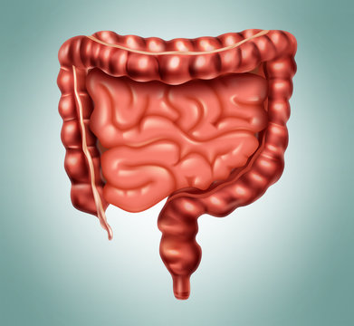 Large And Small Intestine