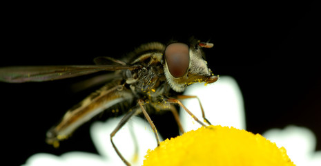 Flower fly feeding on some nectar © Santiago