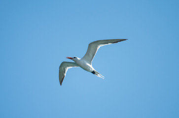 Seagull flying above the sea at Cabo de la Vela, Guajira, Colombia