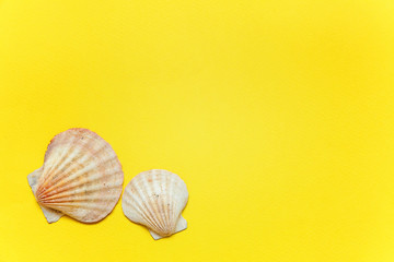 Tropical Background. Seashell on yellow colourful trendy modern fashion background. Vacation travel summer weekend sea adventure trip concept